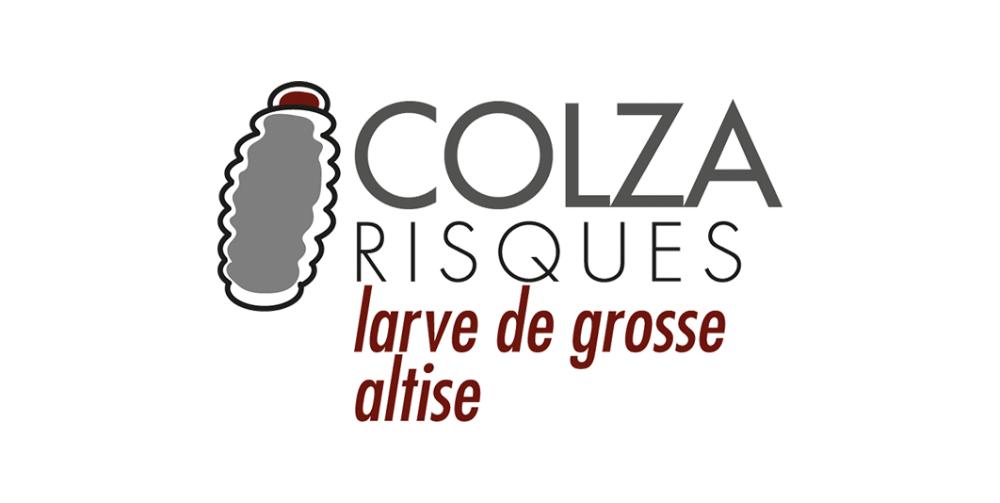 Logo Colza Risques Larve Grosse Altise